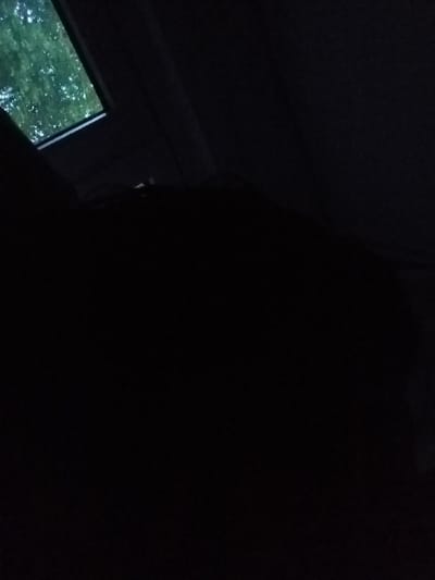 The image is completely black, making it impossible to provide any description. The coordinates provided are for Buchholz in der Nordheide, Germany, but the image offers no information about location or context.