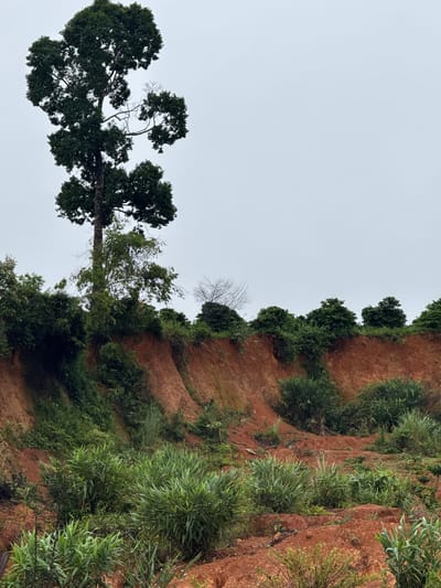 A tall, slender tree with dark green foliage dominates the left side of the frame, reaching towards an overcast, pale sky. The tree stands on a reddish-brown cliff face, which is overgrown with various types of green vegetation, including bushes and tall grass. The cliff face appears to be eroded, with visible layers and uneven slopes. More greenery, including smaller trees and dense bushes, lines the top edge of the cliff. The overall scene depicts a natural landscape, possibly a rural area or a park in the city of Bo Y, Vietnam, characterized by the striking contrast between the red earth and the lush plant life under a muted sky. There are no people or animals visible in the image.