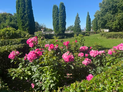 A formal garden with manicured hedges and blooming pink roses is bathed in bright sunlight. In the foreground, clusters of vibrant pink roses are in full bloom, their petals a rich fuchsia. Lush green foliage surrounds the flowers, with some fallen petals scattered on the ground. Beyond the rose bushes, neatly trimmed hedges create defined pathways and borders.
In the middle ground, a manicured lawn slopes gently upwards. Tall, slender cypress trees stand sentinel along a white balustrade, which extends across the scene. Beyond the balustrade, more trees and a hint of the sea can be seen, suggesting a coastal location. The sky is a clear, brilliant blue, indicating a pleasant, sunny day. The overall impression is one of elegance and tranquility, characteristic of a well-maintained park or estate. The scene appears to be set in Toila, Estonia, known for its scenic coastline and historical parks. There is no visible text in the image.