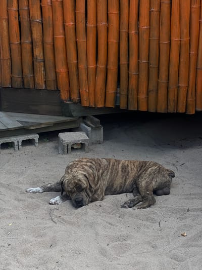 A brindle-patterned dog is resting on sand, adjacent to a bamboo wall and concrete blocks in Placencia, Belize. The dog is lying on its side with its head near the edge of the sand. The bamboo wall is to the left of the frame. Concrete blocks are visible near a dark shadowy area next to the wall. The environment appears to be an outdoor area with natural light.