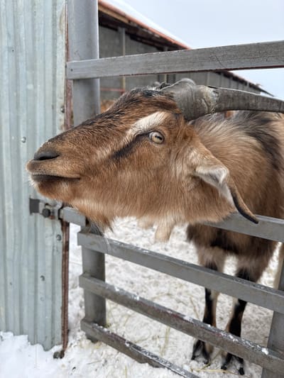 A brown and tan domestic goat is depicted in profile, looking left through the horizontal bars of a metal enclosure gate. The goat has distinctive dark brown facial markings, a prominent white stripe above each eye, and light amber eyes with horizontal pupils. Its curved, dark grey horns extend backward from its head. Tufts of lighter fur form a small beard on its chin. The ground within and immediately outside the enclosure is covered in snow, with traces of straw visible. To the immediate left of the goat's head is a corrugated metal wall. In the background, an overcast sky is visible above a building with a snow-dusted roof, suggesting wintry conditions. This scene is located in Zaosinovo, Russia.