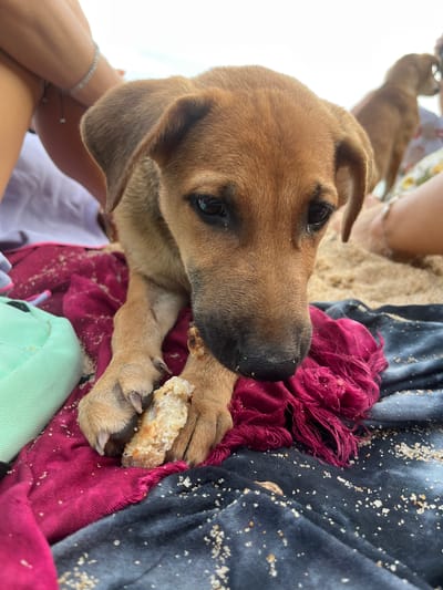 The image shows a close-up, high-angle shot of a brown puppy on a beach in Batawala, Sri Lanka. The puppy is lying on a dark blue cloth, with a magenta scarf draped underneath. The cloth and scarf are covered in sand. The puppy is holding a piece of food in its paws and appears to be eating it. Its head is turned to the side, and its eyes are looking upwards and to the left. The background is blurred, but suggests a bright, possibly sunny day, with hints of other people and sand. The overall scene conveys a sense of casual relaxation, with the puppy enjoying a snack on the beach. There is no visible text in the image.