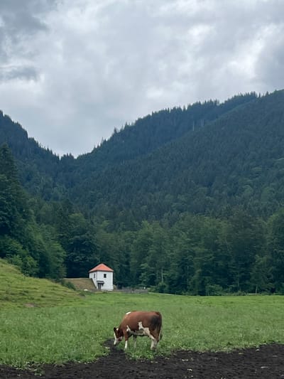 A brown and white cow grazes in a green pasture in front of a white building with a red roof. The building is situated on a hill, with a dense forest of pine trees rising behind it. The sky is overcast with gray clouds. The image appears to be taken in Ettal, Germany.