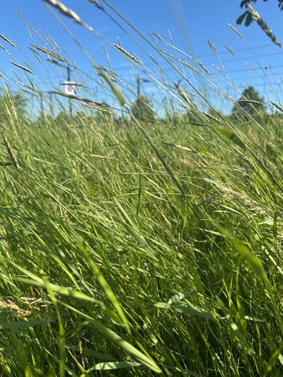 A low-angle, close-up shot captures tall, green grass swaying gently in the wind. The grass blades are in sharp focus in the foreground, with some stalks extending upwards and out of frame. In the background, a clear blue sky is visible, with faint outlines of trees and what appears to be a traffic sign. The overall impression is one of a sunny, open field or roadside in Steenwijk, Netherlands.