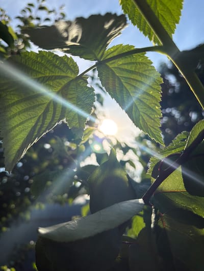 The image is a close-up, low-angle shot of green leaves and branches against a bright sky with the sun visible and creating lens flare and light streaks. The leaves appear to be from a plant with serrated edges and prominent veins. The background is blurred, showing more foliage and some out-of-focus circular lights, possibly from other leaves or lights. A portion of a dark, vertical stem is visible on the right. The image was taken outdoors, likely in a natural or garden setting. The sun's glare suggests it is daytime. The location is specified as Узюково, Russia. There are no people or animals present in the image.