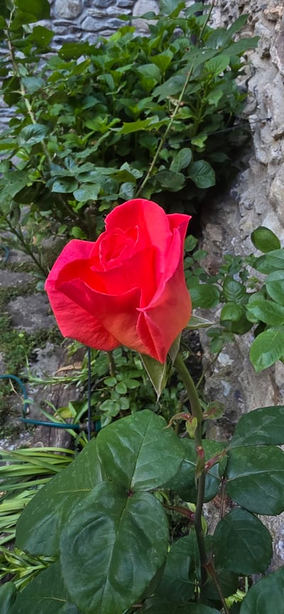 A vertical, eye-level photograph captures a single, vibrant coral-pink rose bud in the process of blooming, centered slightly to the left. The rose displays tightly furled petals, with the outer petals showing a transition to a lighter peach-orange hue towards their bases. The flower is supported by a robust green stem, from which dark green, broad leaves extend downwards and are visible in the foreground. Several smaller, lighter green leaves and nascent buds are visible further down the stem.
The background consists of a dense arrangement of various green foliage and plants, creating a natural garden environment. To the right of the rose, a stone wall composed of irregular, light grey and brown stones is partially visible behind the foliage. To the left and below the rose, the ground features visible soil, moss, and slender green plants, along with a partial view of a green hose or support structure. A thin, dark vertical support stake is discernible behind the rose stem. The scene is illuminated by ambient daylight. No individuals are present. This garden scene is located in the city of Benasque, Spain.