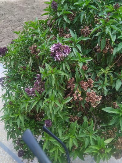 The image shows a close-up view of a lush green plant with purple flower spikes and some dried seed heads. The plant appears to be basil. The foliage is dense and vibrant green, with lance-shaped leaves. The purple flowers are clustered together in a spire-like formation. Interspersed among the green leaves and purple flowers are clusters of small, brown, dried seed heads. In the foreground, partially obscuring the lower part of the plant, are two dark, cylindrical objects, possibly parts of a bicycle or a piece of equipment. The background is blurred and appears to be a sandy or gravelly surface, suggesting an outdoor setting. The overall impression is of a healthy, mature herb plant. There is no indication of the specific location within Chhina Uttar, Pakistan, or any people present in the image.
