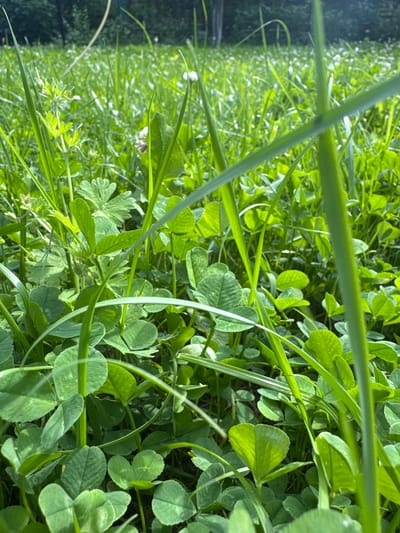The image depicts a close-up view of lush green clover and grass, with a blurry background suggesting a natural outdoor setting. The foreground is dominated by the intricate textures and vibrant green hues of the plants. Several blades of grass are prominent, some in sharp focus and others blurred, creating a sense of depth. The clover leaves, with their characteristic three-leaflet structure, are abundant throughout the frame, interspersed with blades of grass. The overall impression is one of a dense, verdant ground cover, bathed in bright, natural light. No people, objects, or specific urban features are discernible. The location in Koklaisai, Kazakhstan, cannot be determined from the visual information provided.