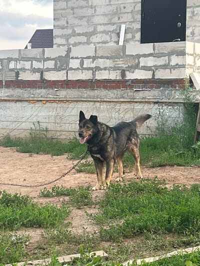 In Nizhniye Mully, Russia, a medium-sized, brindle-colored dog stands on a dirt ground with sparse grass. The dog is attached to a metal chain that extends to the left of the frame. Behind the dog, a partially constructed building is visible, made of cinder blocks and brick. A dark door is set into the brickwork on the right side of the building. The sky above is overcast.