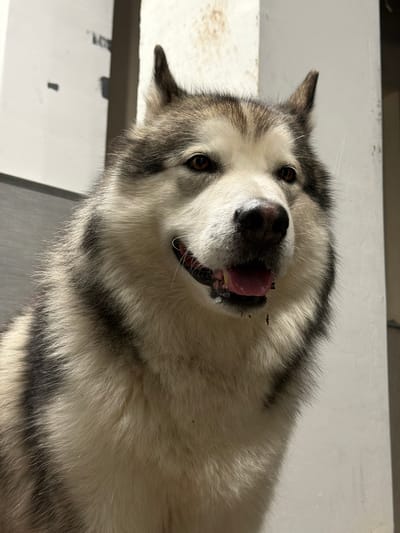 The image shows a close-up of a dog, likely an Alaskan Malamute, with thick gray and white fur. The dog is looking to the right with its mouth slightly open, revealing its pink tongue and dark gums. Its eyes are brown and alert. The background is a plain, light-colored wall, possibly painted concrete or stucco, with some subtle vertical lines. The lighting suggests it's daytime, with shadows present on the wall. The composition focuses tightly on the dog's head and upper body, with a portion of a mesh screen visible in the lower left corner. The environment appears to be outdoors or in a partially enclosed outdoor space. No specific geographical markers definitively place this image in Узюково, Russia.