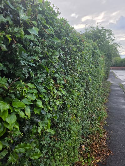 This image depicts a dense, mixed evergreen hedge running parallel to a wet asphalt path under an overcast sky in Shotton, United Kingdom.
The foreground on the left is dominated by the robust green hedge, which appears to be composed primarily of Common Ivy (Hedera helix), European Holly (Ilex aquifolium) with its distinctive spiky leaves, and a third plant species with smaller, lobed leaves, possibly Hawthorn (Crataegus monogyna). Numerous water droplets are visible on the leaves, indicating recent precipitation. The foliage is vibrant green, though some older, brown leaves and twigs are interspersed within the lower sections of the hedge.
To the right, a dark grey asphalt or tarmac path extends into the distance, marked by wet patches and reflections, consistent with rain. Scattered brown leaves and organic debris lie along the base of the hedge, spilling onto the path. The path shows some cracks and irregularities.
In the mid-ground, beyond the hedge, a line of deciduous trees with green foliage is partially visible, appearing slightly out of focus. The background consists of a predominantly grey and white sky, heavily overcast with visible cloud formations, indicating diffused natural light. To the far right in the background, a reddish-brown structure, possibly a wall or building, is vaguely discernible next to a large, open paved area. No individuals, vehicles, or specific human activities are observable in the scene.