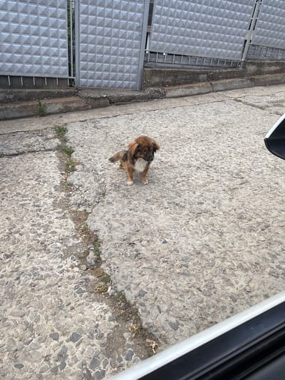 An outdoor, eye-level, medium shot captures a small, brown and white dog standing on a cracked, concrete surface. The dog is facing to the right, looking downwards, with its tail slightly raised. Behind the dog, a grey metal gate with a diamond pattern is visible, set against a backdrop of what appears to be foliage. The ground is textured with pebbles and has a prominent crack running diagonally from the bottom left to the center right. A portion of a white car is visible in the foreground, obscuring the bottom right corner of the image. The scene suggests a street or courtyard setting within the city of Aytos, Bulgaria.