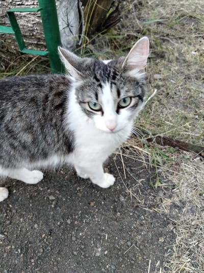 A medium shot shows a gray and white cat standing on a dirt path with some dry grass on the right. The cat is facing the camera, with its head tilted slightly to the right. Its eyes are green, and it has white paws. In the background, a portion of a thick tree trunk is visible to the left, with a green metal fence post and a piece of green metal. The scene appears to be outdoors, in a location consistent with the city of Shchastia, Ukraine, given the context of its likely origin.