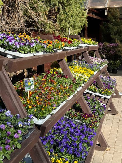 The image depicts a wooden structure with multiple tiers, each containing rows of colorful pansies in plastic containers. The pansies display a variety of colors, including yellow, red, orange, purple, and white. There is a sign with a picture of the pansies and "1.00" on it, possibly indicating the price. The wooden structure appears to be outdoors, adjacent to a brick wall and various trees and bushes. Based on information from other sources, this scene could be located in Stapriņi, Latvia.