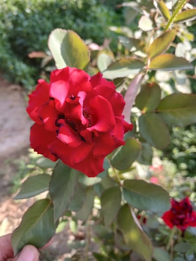 A close-up, vertical shot captures a vibrant red rose in full bloom, positioned slightly left of center. Its petals are tightly packed and exhibit deep shadows, creating a textured appearance. The rose is surrounded by green leaves, some of which are darker and more pointed, while others are lighter and more rounded. A hint of another red rose can be seen in the lower right corner, slightly out of focus. The background consists of a blur of green foliage and dappled sunlight, suggesting an outdoor setting. A hand is partially visible in the lower left corner, holding a leaf. The scene appears to be in a garden.
