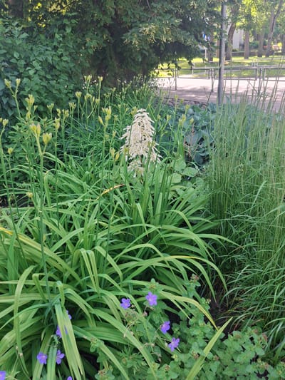 The image captures a vibrant garden scene with lush green foliage and a prominent white flower stalk in the center. Tall, slender stalks with small, pale green buds are clustered in the foreground, suggesting a garden in bloom. Small purple flowers are scattered among the lower green plants, adding pops of color. To the right, a dense stand of tall, slender green grass adds texture and height to the composition. In the background, trees and park benches are visible, indicating an urban park setting. The overall impression is one of a well-maintained public green space, possibly in the city of Ogre, Latvia, given the context of the request. There are no people or animals visible in the image. The lighting suggests it is daytime, with sunlight filtering through the leaves.