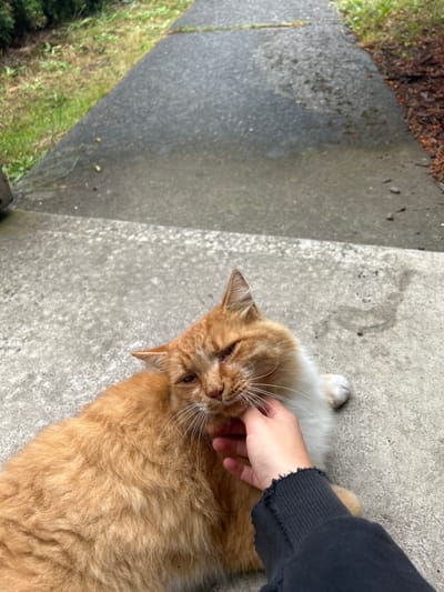 An orange cat lies on a concrete surface, appearing to enjoy a gentle scratch under its chin from a person's hand. The cat's fur is fluffy and thick, with white patches visible around its neck. The person's arm and hand are partially visible, wearing a dark-colored sleeve. The background features a sidewalk or walkway alongside a patch of green grass. The overall scene conveys a sense of comfort and affection between the cat and the person petting it.