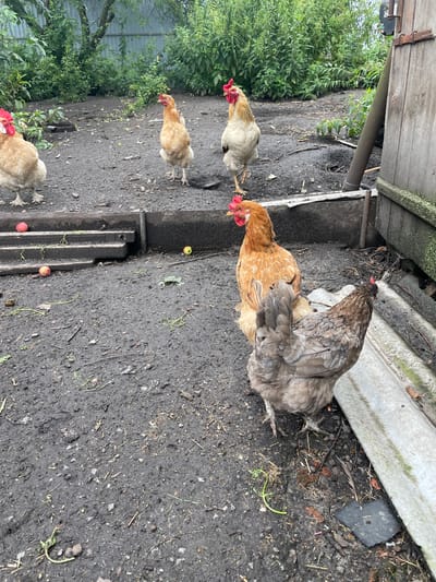 A group of five chickens are gathered in a muddy, outdoor enclosure. The chickens vary in color, with some being a light brown or tan, and one appearing to be a mottled gray. The enclosure contains dirt ground with scattered debris such as twigs, leaves, and small pieces of what appear to be apples. In the background, there are lush green bushes and trees, and to the right, a weathered wooden structure with a metal pipe extending from it. A corrugated metal sheet is visible in the foreground on the right. The scene appears to be a rural or semi-rural setting, possibly a backyard or farmyard in the village of Verkhneye Kazachye, Russia.