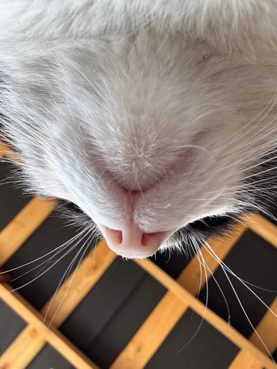A close-up, upside-down view of a black and white cat's nose and muzzle. The cat's fur is predominantly white with some black patches visible. Long, white whiskers extend outwards from the muzzle. The cat's nose is a soft pink with a wet appearance. The background consists of wooden slats in alternating shades of light brown and dark gray, creating a striped pattern. The overall scene suggests the cat may be looking down from a surface. There is no indication of the city of Добровское сельское поселение, Ukraine, in this image.