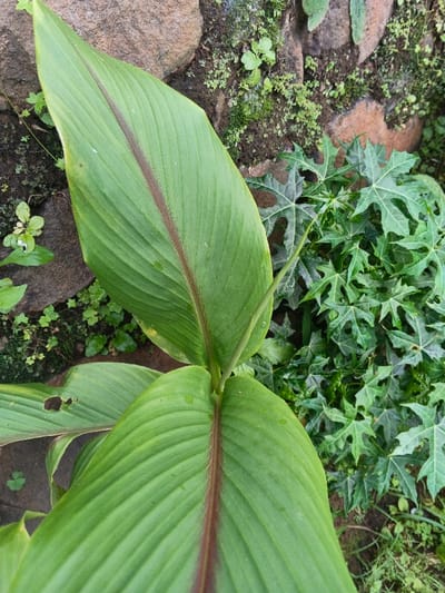A top-down shot reveals broad, ribbed green leaves with reddish-brown midribs. Adjacent to these is a cluster of deeply lobed, star-shaped leaves. Rough, moss-covered rocks form a backdrop, interspersed with small, sparse vegetation. The scene is a blend of textures and shades of green, accented by the reddish tones and the stony gray.