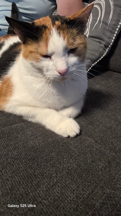 A calico cat with white, orange, and black patches is lying down on a dark gray textured surface, likely a sofa. The cat's eyes are partially closed, giving it a sleepy or squinting appearance. Its front paws are crossed. In the background, parts of a person wearing a light blue shirt and a dark gray pillow with a white wavy pattern are visible. The lower right corner of the image displays the text "Galaxy S25 Ultra". The scene is indoors. There is no identifiable information about the city of Ezerovo, Bulgaria, within the image itself.