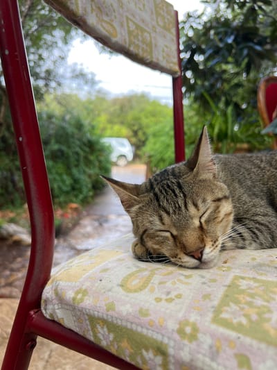 A brown and black striped tabby cat is observed sleeping on a padded chair cushion. The cat's eyes are closed, and its head rests upon its folded front paws. The cushion features a light-colored fabric with a repeating pattern of pale green and yellow paisley or floral motifs. The chair frame is constructed of dark red metal, visible on the left and right edges of the frame. The background is out of focus, depicting lush green foliage, a visible dirt or gravel path, and a light-colored vehicle (possibly a white van or car) in the distance. The sky appears overcast. This scene is located in the Maale Yosef Regional Council, Israel.