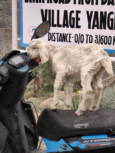 A young, white goat with floppy ears stands on the black seat of a blue and black scooter. The goat is facing left, with its head turned to the left, resting its chin on the scooter's handlebar. The scooter is parked outdoors with a white sign in the background that reads "VILLAGE YANG...", "DISTANCE - 0/0 TO 3/600 K". The sign has a circular logo with the text "PAR...". The environment appears to be a mountainous area, possibly in or near Gondhla, India, indicated by the rocky terrain and sparse vegetation. The overall scene suggests an unexpected encounter between livestock and transportation in a rural setting.