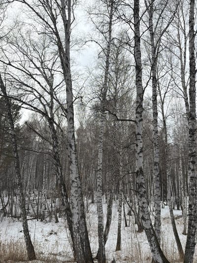 The image shows a forest of birch trees in winter. The trees have white bark with black markings and bare branches. Snow covers the ground. The location is Taskino, Russia.