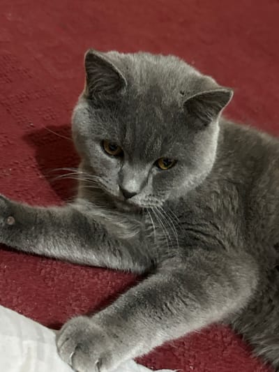 The image displays a grey cat lying on a textured dark red surface. The cat has short, dense, solid grey fur and striking amber-colored eyes. Its head is turned towards the camera, with its gaze directed upwards and slightly to the left. Its whiskers are prominent and white, fanning out from its muzzle.
The cat is stretched out, with its body extending towards the right side of the frame. One front paw is visible, appearing relaxed. A small, dark speck is visible on the top of its left ear. In the bottom right corner of the image, partially obscured by the cat's lower body, is a crumpled white object, possibly paper or fabric. A tiny, reflective, spherical object, resembling a bead or a drop of liquid, can be seen on the cat's lower right leg.
The dark red background appears to be a soft material, such as a blanket, rug, or upholstered furniture. The lighting suggests an indoor setting, with some subtle shadows indicating a light source from above and in front of the cat. No text is visible in the image.