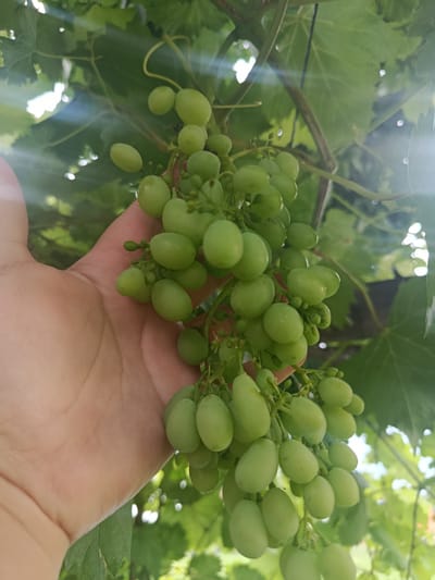 A hand is holding a cluster of green grapes. The grapes are round and plump, with a slight translucence. They are still unripe, as indicated by their green color. The hand is light-skinned and appears to be that of an adult. The background is filled with lush green grape leaves and branches, suggesting an outdoor setting. Sunlight filters through the leaves, creating bright lens flares and dappled light on the grapes and hand. The overall impression is one of nature's bounty and the beauty of fresh, growing fruit. The scene is likely set in a vineyard or garden, possibly during a warm, sunny day, given the bright light. The location context provided is Ak-Başat, Kyrgyzstan. There is no visible text in the image.