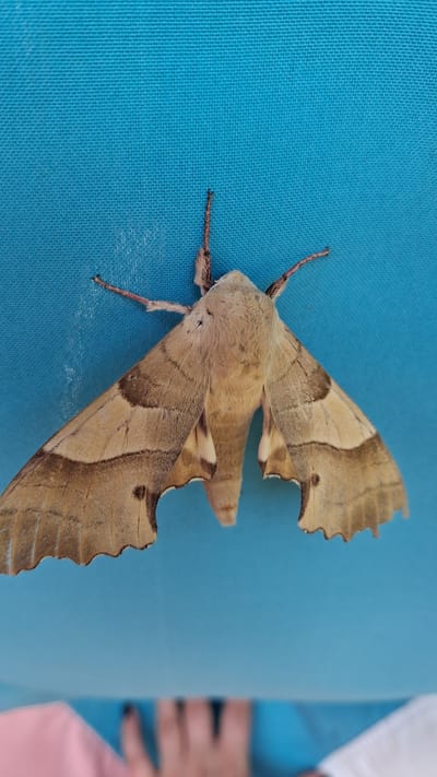 A large, light brown moth with darker brown markings is resting on a textured, teal-colored surface. The moth's wings are spread wide, revealing intricate patterns of beige and brown bands. Its fuzzy body is light brown, and its antennae are visible and extend upwards. The background is a solid teal color with a visible weave pattern, suggesting it could be fabric or a similar material. The lower part of the image shows a blurred glimpse of people's hands and clothing, with a pink and white fabric in the foreground. The overall impression is of a close-up shot of the moth against a plain, colorful backdrop, with a hint of human presence at the bottom. This scene is located in the city of Marchevo, Bulgaria.
