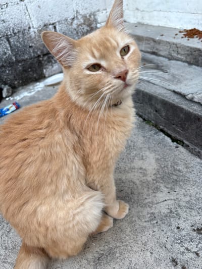 A ginger cat with light green eyes is sitting on a grey concrete surface. The cat is facing the viewer with its head tilted slightly to the right. Its fur is short and a light orange color. The background consists of a rough, textured grey concrete wall on the left and a set of grey concrete steps on the right. Small brown pellets, possibly cat food, are scattered on the top step. A portion of a blue and red object, possibly a wrapper, is visible on the concrete surface to the left of the cat. The environment appears to be outdoors, possibly in a courtyard or alleyway in Tejalpa, Mexico.