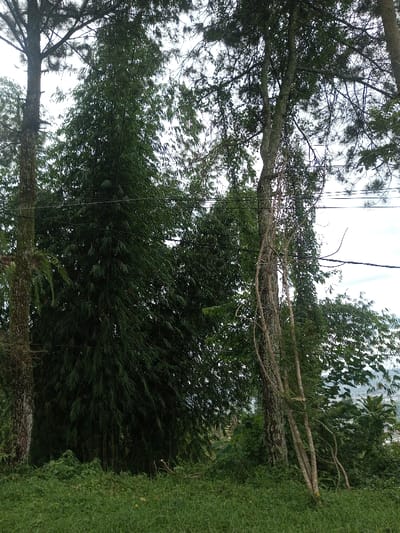 The image displays an outdoor natural environment in Hasanparthy mandal, India, characterized by dense vegetation under an overcast sky. The foreground shows a thick layer of green ground cover, including grass and various low-lying plants. In the midground, a prominent tree with a dark, textured trunk, possibly covered in moss, stands on the left. Adjacent to it, a tall, dense cluster of slender-leafed trees, resembling bamboo, rises centrally with deep green foliage. To the right, another mature tree with lighter-colored, rough bark is visible, with several bare, woody vines climbing its trunk. Three dark, thin lines, consistent with power or utility cables, run horizontally through the upper mid-section of the scene, passing between the trees. The background consists of a bright, uniformly overcast sky, with a subtle outline of distant land or structures visible along the horizon on the far right. No individuals, animals, or specific actions are depicted.