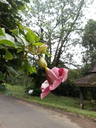 The scene, located in Kanand, India, depicts a close-up view of a single pink, bell-shaped flower with curled petals, suspended from a leafy stem on the left side of the frame. Two green, closed flower buds are visible above the pink blossom on the same stem, amidst dark green foliage. A paved pathway or road runs diagonally across the lower-left quadrant of the image. Adjacent to the path, a green grassy slope extends, featuring a small white rectangular sign partially discernible in the midground. The background consists of a dense natural environment with numerous trees against a bright, likely overcast sky. A dark-roofed, gazebo-like structure is positioned on the right side of the background. No individuals are present.