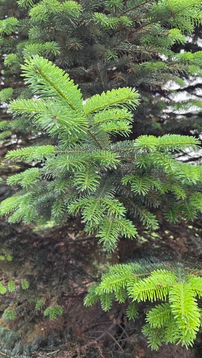 The image displays a close-up view of a fir tree's branches. The needles are a vibrant green, indicating new growth, and are densely packed along the twigs. The background is a blur of darker green and brown, suggesting more of the tree's foliage and possibly the ground beneath. No people, structures, or specific landmarks are visible in the frame. The location in the city of Ūlupji, Latvia, cannot be determined from the visual information provided in the image.