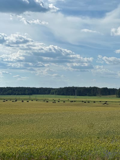 The image depicts a landscape in the vicinity of Парыцкі сельскі Савет, Belarus, on a cloudy day. A vast field of green crops, likely grain, occupies the foreground, with a scattering of small blue wildflowers visible at the bottom. In the middle ground, rows of round hay bales are spread across a drier, lighter-colored field. Further in the distance, a dense line of dark green trees forms a forest that stretches across the horizon. The sky above is a light blue, filled with numerous white and gray clouds. Two power line towers are visible in the middle distance, one on the left and another towards the right, with power lines extending between them. The overall scene is agricultural and rural.