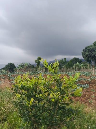 The image displays an agricultural landscape in Ngọc Tụ, Vietnam, under a dense, overcast sky. A prominent, lush green leafy bush, likely a citrus variety, occupies the lower central and right foreground, with wild green grass to its left. Immediately behind this bush lies a cultivated field of reddish-brown soil, showing rows of uniformly spaced green plants, possibly young brassicas. Numerous thin, vertical wooden stakes are distributed throughout this planted area. In the midground, various trees, including banana plants, stand beyond the cultivated rows. The background features distant mountains or hills partially obscured by atmospheric haze, beneath a sprawling expanse of dark grey, heavy cloud cover that dominates the upper two-thirds of the frame. No individuals, animals, or active events are visible.