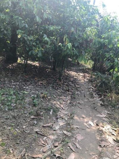The image presents a narrow, unpaved dirt path winding through a dense, natural green environment. On either side of the path, abundant green foliage from plants and trees forms thick walls, creating a secluded atmosphere. The path itself is mostly bare earth, but large sections are covered with dry, fallen leaves and some sparse, light green grass.
The scene appears to be an outdoor setting, likely a forest, woodland, or an area with dense vegetation, consistent with rural landscapes in Ago-Abo, Nigeria. The lighting indicates it is daytime, with direct sunlight filtering through the tree canopy, casting distinct shadows across the path and illuminating portions of the foliage. This suggests a clear and sunny day.
No people, animals, or specific activities are visible, conveying a sense of quietude and untouched nature. The overall impression is that of a natural trail or pathway, inviting exploration. There is no visible text in the image.