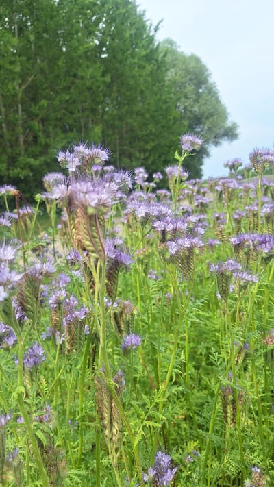 The image displays a dense field of blooming purple flowers, likely Phacelia, in Vālodzes, Latvia. The flowers are characterized by their spiky, delicate purple petals and are surrounded by lush green foliage. In the background, a line of mature green trees forms a natural border, their leaves appearing full and healthy. The sky above is a pale, overcast blue, suggesting a mild, possibly cloudy day. The foreground is dominated by the numerous stems and flower heads, creating a textured and vibrant natural scene. There are no people or animals visible in the image.