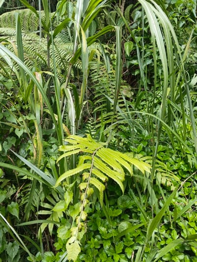 Lush greenery dominates the scene, featuring diverse plant life. Tall grasses with light stripes intermingle with various ferns. A vibrant, light-green fern frond takes center stage, its leaves displaying distinct serrations. Smaller leafy plants carpet the ground, creating a dense undergrowth. The overall impression is one of a thriving and verdant natural environment.