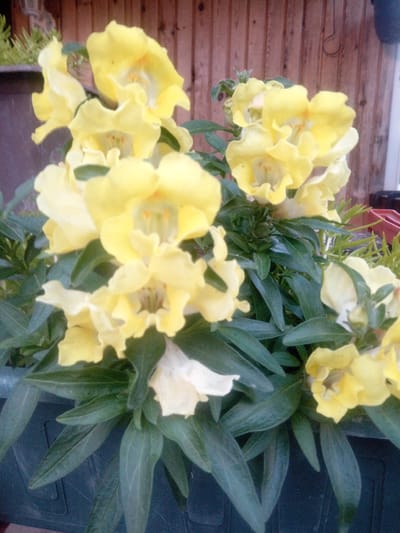 A close-up, slightly blurry, eye-level medium shot captures a cluster of bright yellow snapdragon flowers in bloom, nestled within a dark green planter. The flowers, with their distinctive gaping mouths and delicate petals, are the primary subjects. Their vibrant yellow hue is tinged with hints of white and orange within their throats. Lush, dark green foliage forms a dense backdrop for the blossoms, with elongated, pointed leaves visible throughout the composition. In the upper background, a rustic wooden fence provides a textured, vertical element. A dark brown planter rim is visible at the bottom edge of the frame. The lighting appears to be natural, suggesting an outdoor setting during daylight hours. The image is focused on the flora, with no human presence or other discernible objects of note. The setting is likely a garden or balcony in a residential area, possibly in the city of Pervomayskaya, Russia, given the context provided.