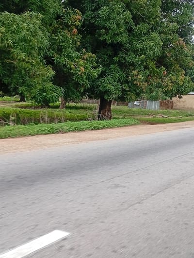 The image captures a roadside view with lush green trees lining the left side. A paved road, marked with a white line on the left side, dominates the foreground, indicating motion or a passing perspective. Beyond the trees, a dirt path or shoulder separates the road from a cultivated area or grassy verge. In the background, a simple dwelling with corrugated metal roofing and mud brick walls is visible, suggesting a rural or semi-urban setting. The overall impression is one of a tranquil, perhaps tropical, environment. This scene is consistent with the landscape in Jauro Shomwa, Nigeria, a location characterized by its vegetation, simple housing, and roads that often traverse such natural surroundings.