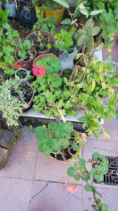 The scene, located in Partido de Quilmes, Argentina, presents an overhead view of a densely arranged collection of potted plants on an outdoor tiled surface. Approximately twenty-five diverse plants are visible, including a prominent red-flowered geranium in a dark pot, a large Opuntia cactus with flattened pads on a white elevated block, and a trailing plant with light pink flowers. Plant containers comprise various terracotta-colored, dark plastic, and yellow pots. The ground is covered with light reddish-brown square tiles displaying multiple cracks, and a black square metal drainage grate is positioned in the lower right. A single dark red brick is partially visible on the bottom left. No individuals, animals, or active interactions are present within the frame.