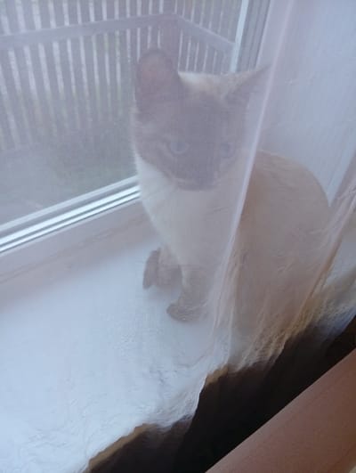 The image shows a Siamese cat sitting on a windowsill, partially obscured by a sheer white curtain. The cat is facing towards the left, with its head turned towards the viewer. Its fur is light brown and white, with darker brown points on its ears and face. The cat's eyes are blue and are looking slightly upwards.
The windowsill is white and appears to be made of plastic. Behind the windowsill, a white vertical blind or fence is visible through the curtain, suggesting the setting is indoors looking out. The curtain is sheer, allowing some light to filter through and casting a soft glow on the cat and the windowsill. The background is blurry, but hints of greenery can be seen, suggesting the outside environment.
The overall lighting suggests it might be daytime, possibly overcast or late afternoon, given the soft, diffused light. The scene appears calm and peaceful, with the cat looking curious and observant. There is no visible text in the image. The location context of Novoilinsky, Russia, doesn't offer any specific visual cues that are directly discernible from the image itself.