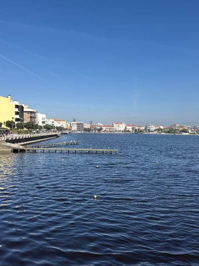 The image presents a daytime, panoramic view of the Barrinha de Mira lagoon in Praia de Mira, Portugal, under a clear, bright blue sky containing several faint white contrails. The lower half of the frame is dominated by the dark blue, rippled surface of the lagoon, within which several small yellow buoys are visible.
Along the left shoreline, a curved, light-colored promenade with a white, ornate railing extends into the distance. Behind this promenade, a series of multi-story buildings are arrayed, featuring a prominent yellow structure on the far left, followed by white, grey, and other light-toned buildings. Trees and streetlights line the promenade, where several indistinct human figures are observed walking. Extending from the promenade's edge into the lagoon are at least three narrow, parallel wooden jetties. These jetties, along with the adjacent shallow water, are populated by numerous birds, predominantly white, consistent with gulls. The distant shoreline across the lagoon displays a continuous urban landscape composed of various buildings, indicating the extent of the town under bright sunlight.