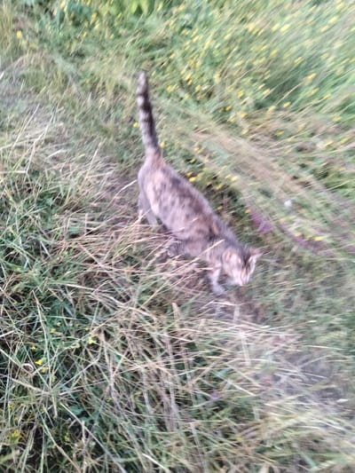 The image shows a blurry, motion-filled view of a tabby cat walking through tall grass. The cat, appearing to be a domestic shorthair, has a striped pattern of brown, grey, and black fur. Its tail is erect and banded, and it is facing towards the right side of the frame, with its head down as if sniffing the ground or stalking. The cat's movement is evident through the streaks of motion blur across its body and tail, as well as in the surrounding grass.
The setting is outdoors, in a field or overgrown grassy area. The grass is dense and appears somewhat dry in places, with a mix of green and brown stalks. Small yellow flowers are scattered throughout the grass, suggesting a natural, possibly rural environment. The lighting suggests it is daytime, but the lack of sharp focus and the motion blur make it difficult to ascertain the exact time of day or specific weather conditions. The overall impression is one of candid capture, possibly of the cat in its natural environment. There is no visible text in the image. The scene is set in Ananiv, Ukraine.