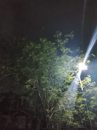 The image depicts a nighttime scene in Rumuokwuta, Nigeria, featuring a cluster of trees illuminated by a bright, upward-facing streetlight. The streetlight casts a strong beam of white light upwards, creating a halo effect and causing a bright lens flare that extends diagonally across the upper right portion of the image. The leaves of the trees are a vibrant green where they catch the light, contrasting with the dark, shadowy background and the deep black sky. The overall impression is one of nature being starkly lit against the darkness of the night.