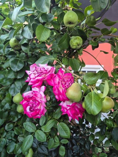 The image shows a close-up view of a pear tree with unripe green pears and vibrant pink and white roses growing on it. The background features a peach-colored wall of a building with a white window frame, suggesting an outdoor setting in a residential area. The foliage is lush and green, indicating a time of growth and maturity for both the fruit and flowers. The lighting suggests it is daytime, with natural light illuminating the scene. The pears are small and round, typical of early-stage fruit development. The roses are in full bloom, with petals exhibiting a striking gradient from deep pink edges to white centers. The combination of fruit and flowers on the same branch is an interesting juxtaposition. The image appears to be taken in Barbing, Germany, as indicated by the location context. No people are visible, and there is no text. The overall impression is one of natural abundance and the beauty of a thriving garden or orchard.