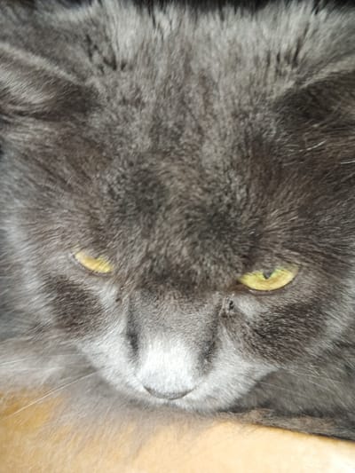 This is a close-up, head-on, eye-level shot of a gray cat's face. The cat's fur is dark gray with lighter gray and white markings around its nose and mouth. Its eyes are a striking yellow-green and appear narrowed, giving the cat a somewhat intense or sleepy expression. The fur is long and fluffy, particularly around the sides of its face and ears. The background is out of focus and appears to be a warm, neutral color, possibly wood or fabric. The lighting is soft and diffused, suggesting it might be indoors during the daytime. There is no visible text in the image.