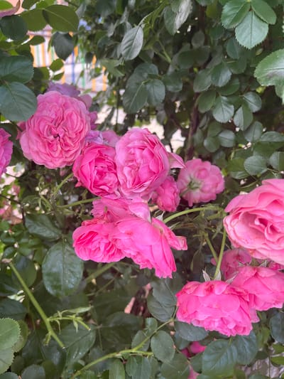 The image displays a close-up view of a cluster of vibrant pink roses interspersed with lush green foliage. The roses are in various stages of bloom, with some fully open and others still forming buds. Their petals are richly textured, with delicate folds and soft hues. The leaves are a deep, glossy green, providing a strong contrast to the bright pink of the flowers. Some leaves appear to have water droplets on them, suggesting recent rain or dew. The background is a blur of green and hints of colorful stripes, possibly from a distant structure or fence. The lighting suggests it is daytime, with natural light illuminating the flowers. No people are visible, and the focus is entirely on the natural beauty of the rose bush. There is no visible text in the image.